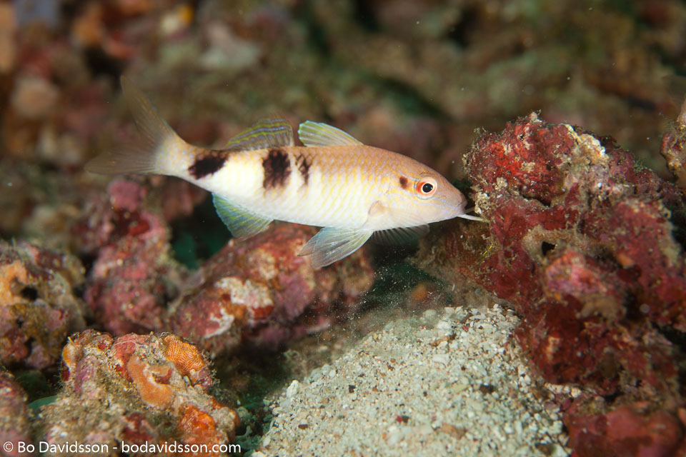BD-110314-Puerto-Galera-3522-Parupeneus-trifasciatus-(Lacepède.-1801)-[Doublebar-goatfish].jpg
